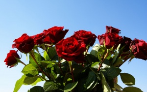 Фестиваль красной розы