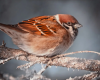 Интерактив "Воробушек - пташка, серая рубашка: виды воробьёв"