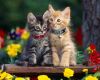 1 марта - Всемирный день кошек в России