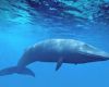 Всемирный день защиты морских млекопитающих (День кита)