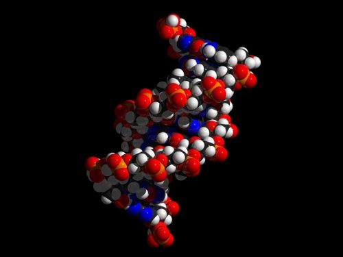 Открыта уникальность ДНК — «генетические отпечатки»